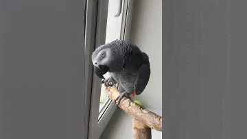 Жако Мидж: Кого там поцеловать?…😚 #жако #попугай #говорящийпопугай #parrot #africangrey