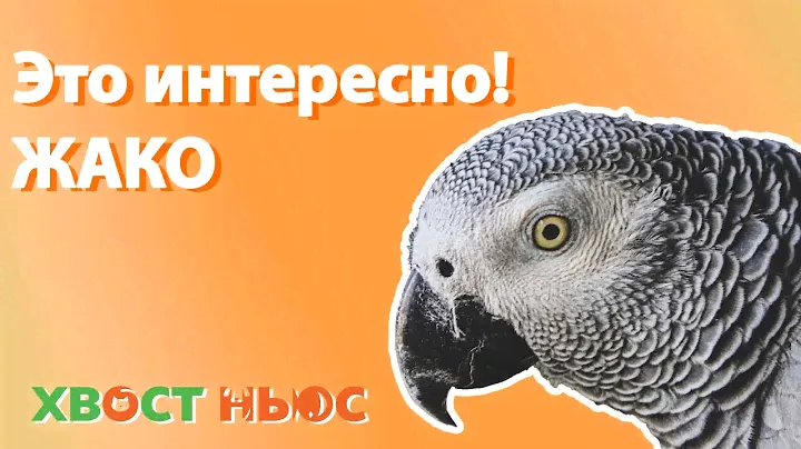 Это интересно! Жако