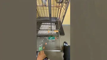 Жако любит печенье
