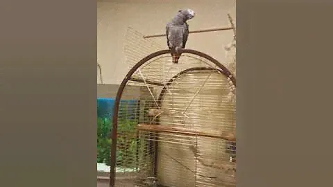Рома жако красный хвост
