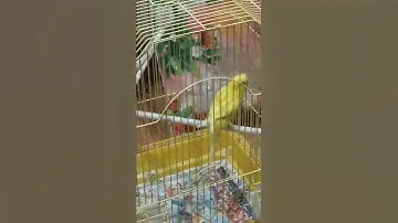Яша танцует говорящий попугай Яша из нашего питомника спустя год) Макеевка продам волнистых попугаев