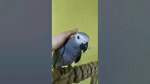 Краснохвосты жако птенец выкормыш