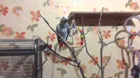 Жако Оскар Новый игровой стенд