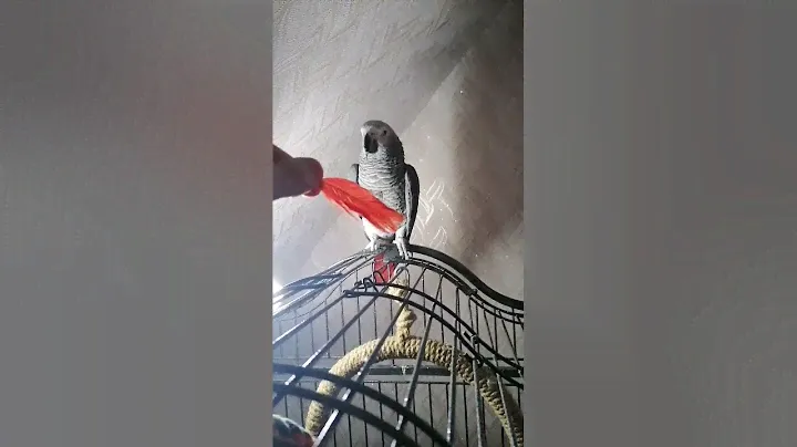 Моя сомнительная причина купить попугая Жако.