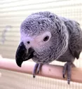 Попугай Жако, серый попугай Psittacus erithacus