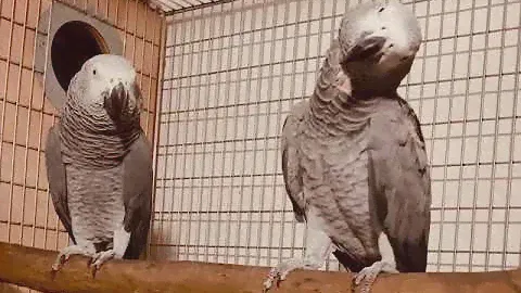 Жако-Конго романтическое размножение.