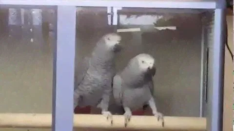 Пара Краснохвостых Жако