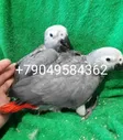 Птенцы жако выкормыши