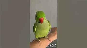 Говорящий попугай Ричи . Видели видео