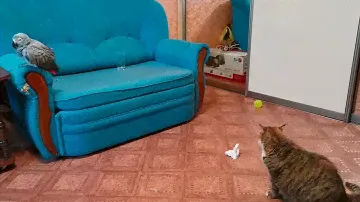 Жако и кошка