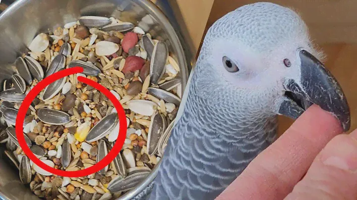 ЭТО ВАЖНО! Почему попугай жако ДЖОКЕР НЕ ЕСТ корм из магазина?!