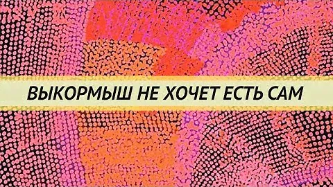Попугай-выкормыш не хочет есть сам.