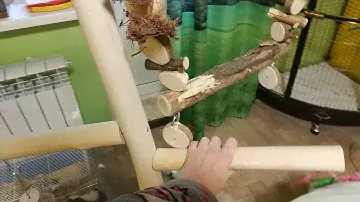 Новая присада для попугаев / стенд для попугаев