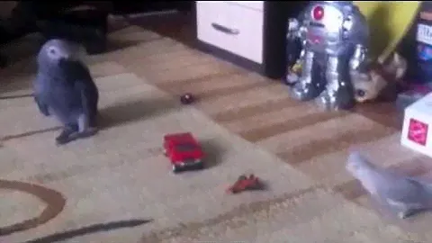 Выкормыш жако. Гугушка