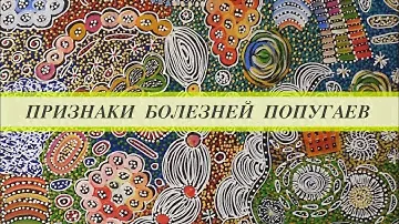 Болезни попугаев. Жако трясёт головой, дергает крыльями, ласковый, поджимает лапу, глаз запавший.