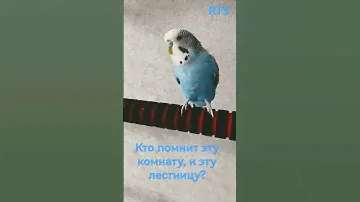 вернулись в Донецк!♥🎉 #рекомендации #bird