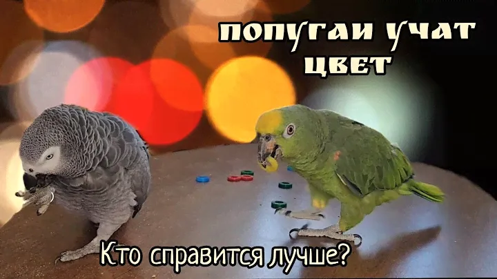 Жако и амазон учат цвета.