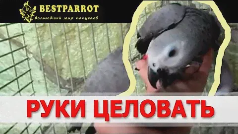 Жако целует руки