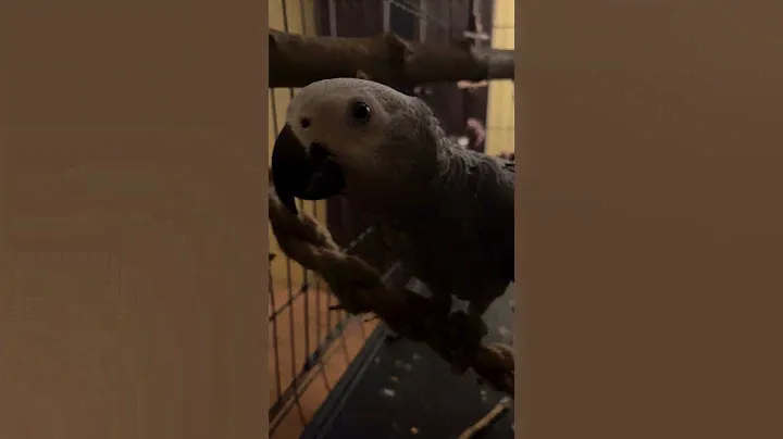 Балдежник #жако #birds #parrot #animals #птенец #попугай