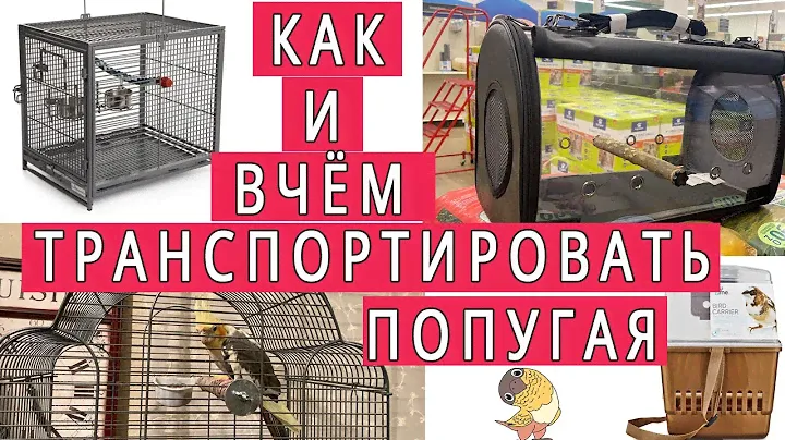 КАК ТРАНСПОРТИРОВАТЬ ПОПУГАЯ И В ЧЁМ | ВИДЫ ПЕРЕНОСОК ДЛЯ ПОПУГАЕВ