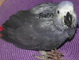 Жако птенцы выкормыши от заводчика