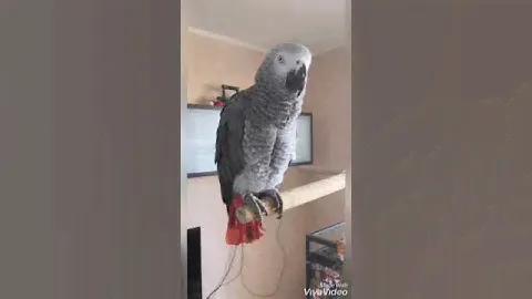 Попугай Жако ест яйцо