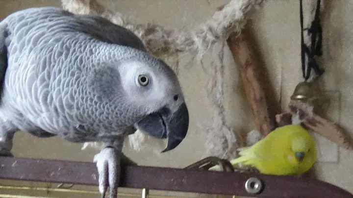 Огромная Клетка для✫ ЯШИ Волнистого Попугая✫Huge Cage for Budgerigar Yasha