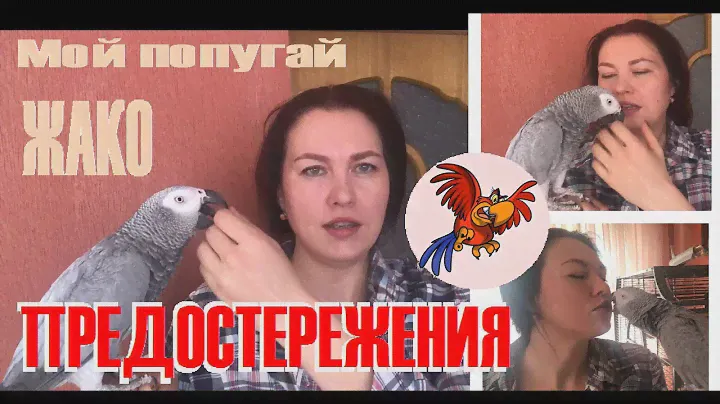 Осторожно, крупный попугай дома!