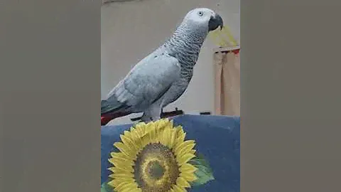 -чай хочешь?               - да.