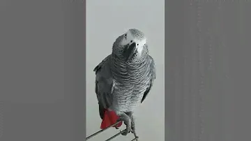 🔥ПОПУГАЙ ЭВРИКА РУГАЕТСЯ С ХОЗЯИНОМ ! НОВОЕ / TALKING PARROT EVRIKA