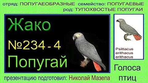 Жако серый попугай. Голоса птиц