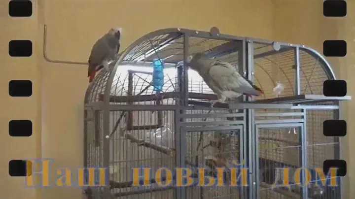 Жако.  Попугайские салочки.