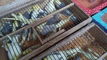Удобная переноска для попугаев.