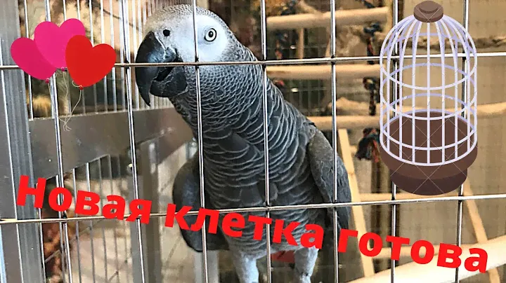 ♦️ КЛЕТКА ДЛЯ ПОПУГАЯ СВОИМИ РУКАМИ. МОНЯШКА ЖАКО ДОЖДАЛАСЬ НОВУЮ КЛЕТКУ :))