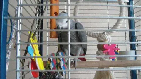 Попугай жако и игрушки