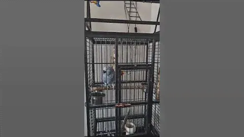 Попугай жако Вита говорит