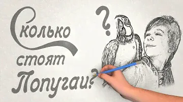 Сколько стоит попугай? Цены и особенности видов попугаев.