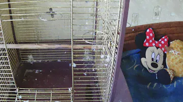 ✫Как Помыть Клетку БОЛЬШОМУ ПОПУГАЮ ЖАКО? As Poiit Cage Large Parrot Jaco