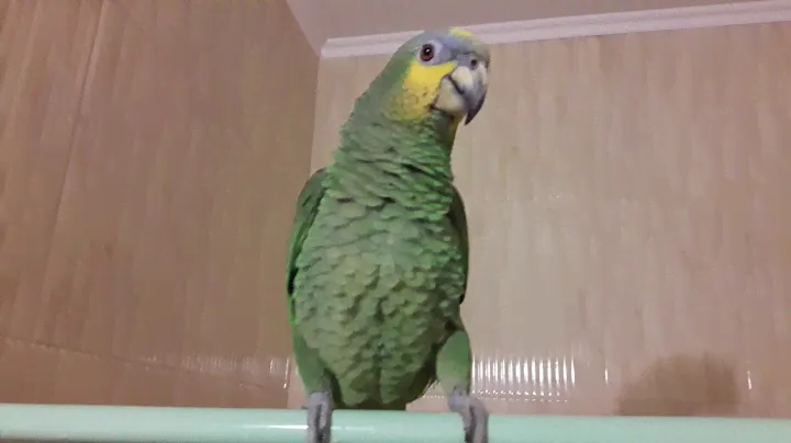 Говорящий венесуэльский амазон Диего.