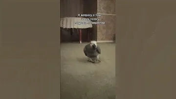 Почему-то он выбрал мужской голос🧐 #жако #попугай