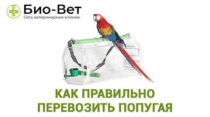 Как правильно перевозить попугая