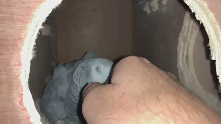 Подкладывание яиц