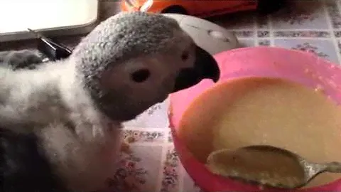 Птенец выкормыш Жако из питомника king-parrot.ru