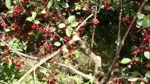 Обзор лучших сортов вишни; Вянок, Живица, Муза, Норд Стар, Ровесница