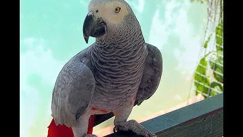 Nestling Jaco. Выращивание птенцов Жако с яйца.