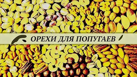 Орехи для попугаев. Какие, как, сколько можно давать.