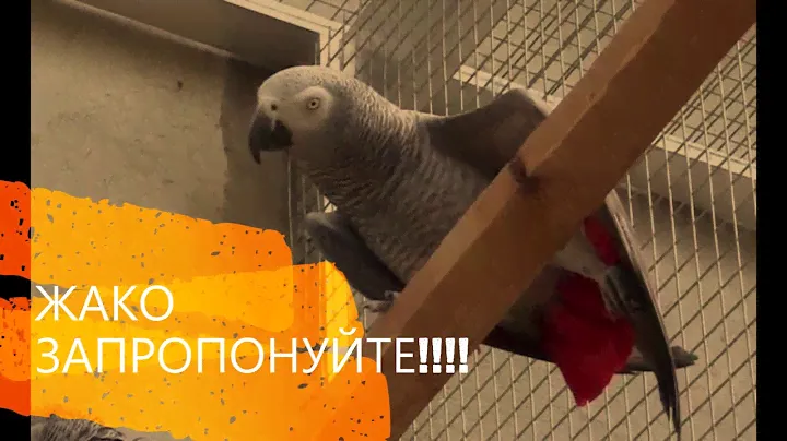 КУПЛЮ попугай ЖАКО