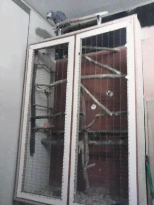 Продам пару попугаев - Жако краснохвостых.-0