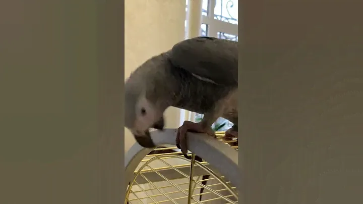 Жако Полиночка кракатунья🦜🤗😉