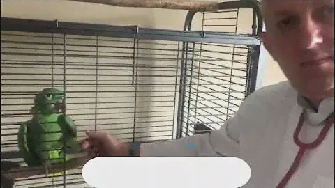 Сколько живут крупные попугаи?